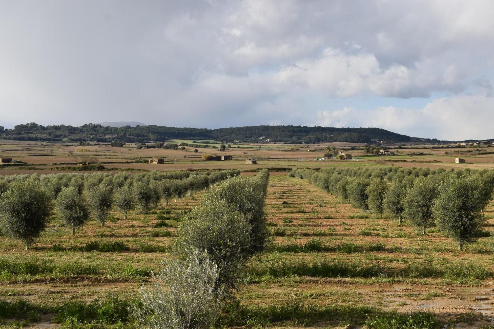 Agroturisme Gossalba Sant Joan 客房 照片